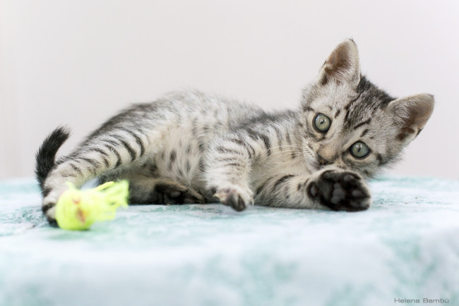 Обои картинки фото животные, коты, котенок, игра, лапки, малыш