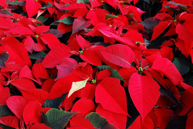 Обои картинки фото цветы, пуансеттия, красный