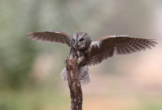 Обои картинки фото животные, совы, крылья, сова, птица, пень