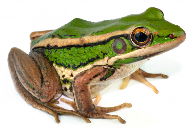 Обои картинки фото животные, лягушки, макро