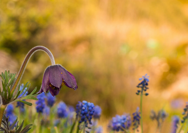 Обои картинки фото цветы, луговые , полевые,  цветы, весна, блики, цветок