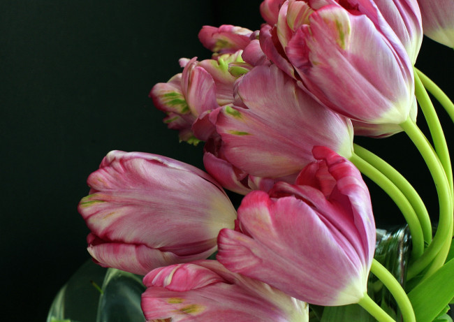 Обои картинки фото цветы, тюльпаны, бутоны