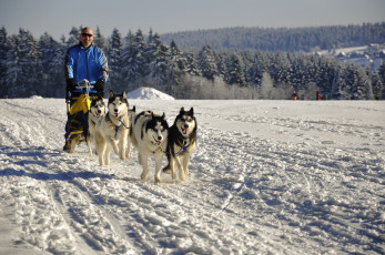 Картинка спорт -+другое собачья упряжка мужчина снег зима
