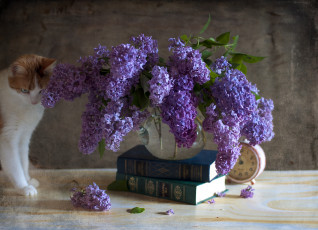 Картинка цветы сирень киса ваза букет книга
