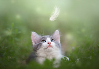 Картинка животные коты листья животное перо мордочка зелень котёнок природа