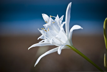 Картинка цветы лилии +лилейники макро лилия природа лепестки