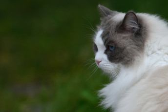 Картинка животные коты анфас