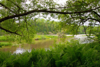 Картинка природа реки озера река лес