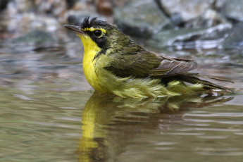 Картинка животные птицы вода птица