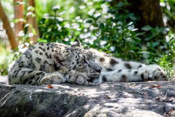 Картинка животные снежный+барс+ ирбис камни отдыхает солнце трава