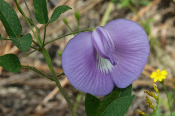 обоя цветы, душистый горошек, горошек