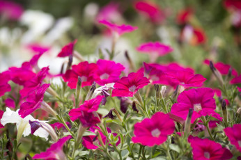 Картинка цветы петунии +калибрахоа лепестки краски петуния клумба природа сад