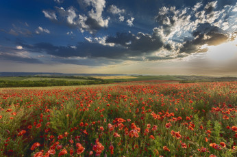 Картинка природа поля простор