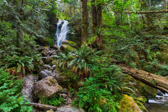 Картинка природа водопады лес река водопад