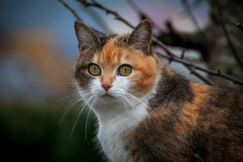 Картинка животные коты ветки