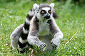 Картинка животные лемуры луг взгляд лемур