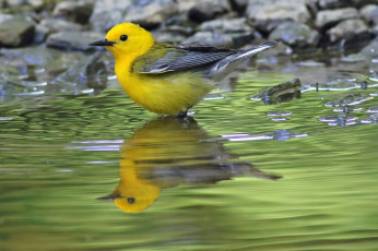 Картинка животные птицы птичка