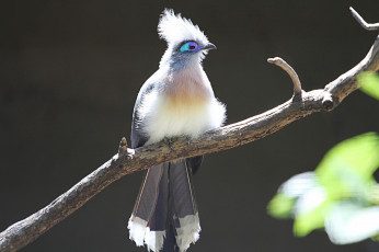 Картинка животные птицы забавная перья окрас птица