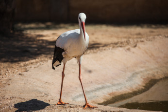 Картинка животные журавли лапы перышки цапля клюв