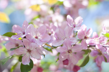 Картинка цветы цветущие+деревья+ +кустарники цветки цветущая веточка ветка листья