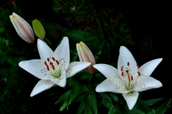 Картинка цветы лилии +лилейники макро лепестки природа