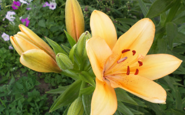 Картинка цветы лилии +лилейники декоративная лилия июль