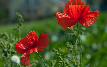Картинка цветы маки red