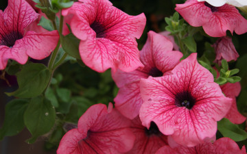 Картинка цветы петунии +калибрахоа соцветие лепестки петуния обои