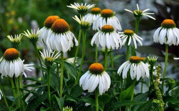 Картинка цветы ромашки листья стебель сад клумба природа лепестки эхинацея