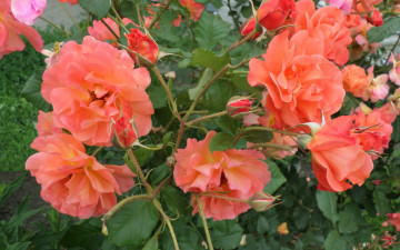 Картинка цветы розы лето июньский день