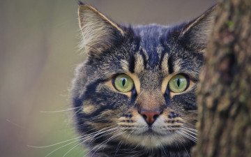 Картинка животные коты морда