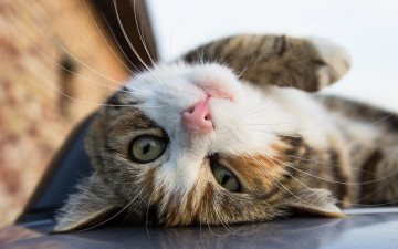 Картинка животные коты морда