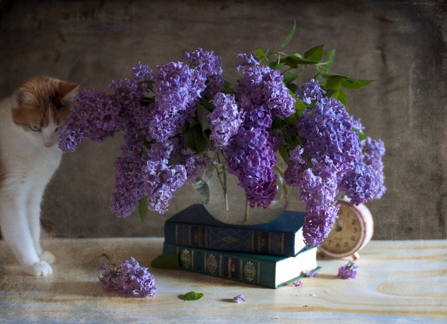 Обои картинки фото цветы, сирень, киса, ваза, букет, книга