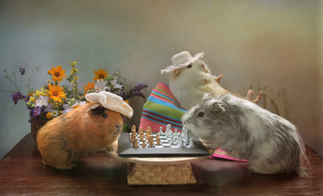 Обои картинки фото животные, морские свинки,  хомяки, июль, композиция, шахматы, юмор, дача, морские, свинки, лето, дачные, истории