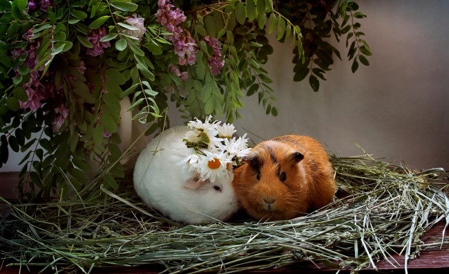 Обои картинки фото животные, морские свинки,  хомяки, любовь, лето, композиция, морские, свинки