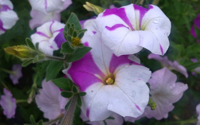 Обои картинки фото цветы, петунии,  калибрахоа, буйство, красок, петуния