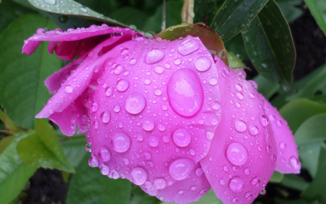 Обои картинки фото цветы, пионы, дождик, май, цветок, пион, капли