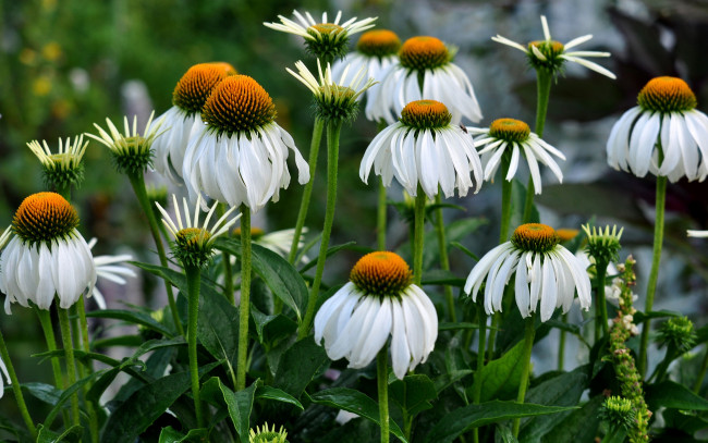 Обои картинки фото цветы, ромашки, листья, стебель, сад, клумба, природа, лепестки, эхинацея