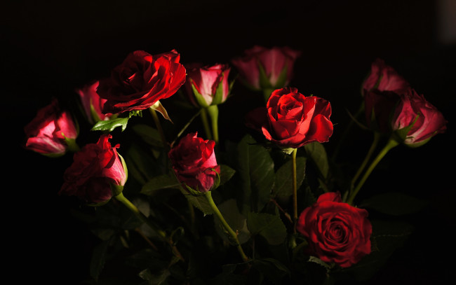 Обои картинки фото цветы, розы