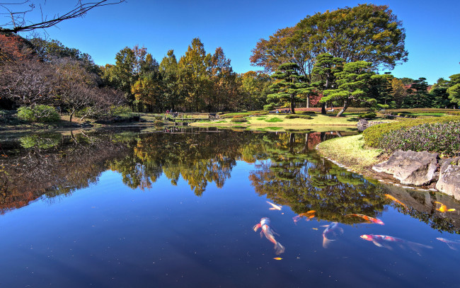 Обои картинки фото природа, реки, озера, река, лес