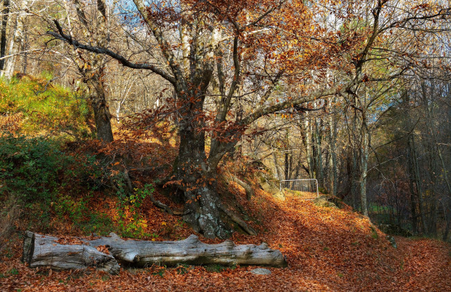 Обои картинки фото природа, лес, деревья