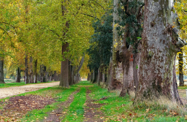 Обои картинки фото природа, дороги, тропика