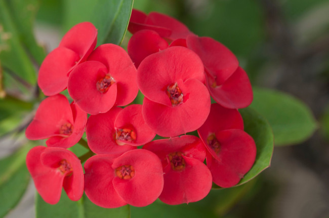 Обои картинки фото цветы, бегония, макро, лепестки, соцветие, природа