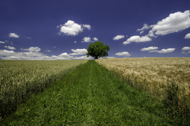 Обои картинки фото природа, поля, простор