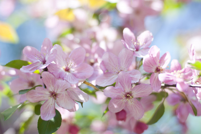 Обои картинки фото цветы, цветущие деревья ,  кустарники, цветки, цветущая, веточка, ветка, листья