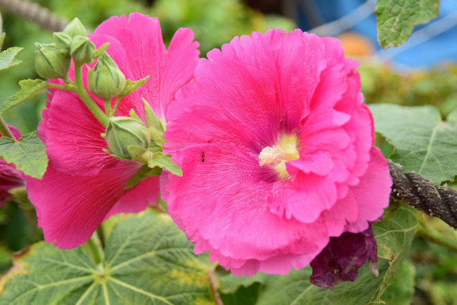 Обои картинки фото цветы, мальвы, цветение, бутоны, мальва