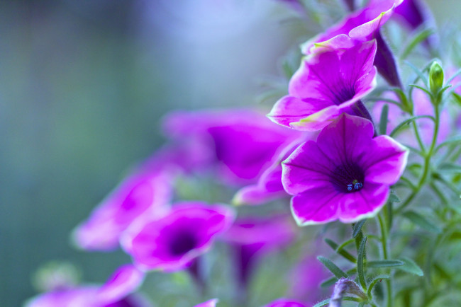 Обои картинки фото цветы, петунии,  калибрахоа, природа, лепестки, клумба, петуния, листья, сад