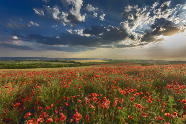 Обои картинки фото природа, поля, простор