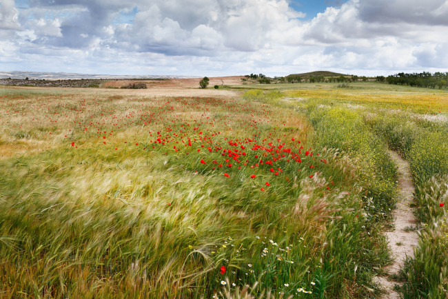 Обои картинки фото природа, поля, тропика