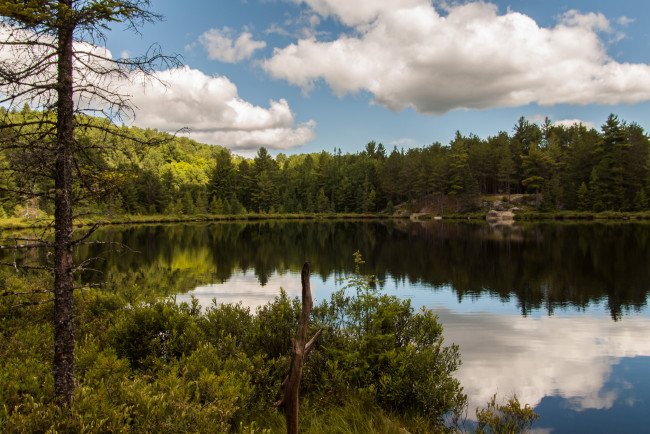 Обои картинки фото природа, реки, озера, лес, река